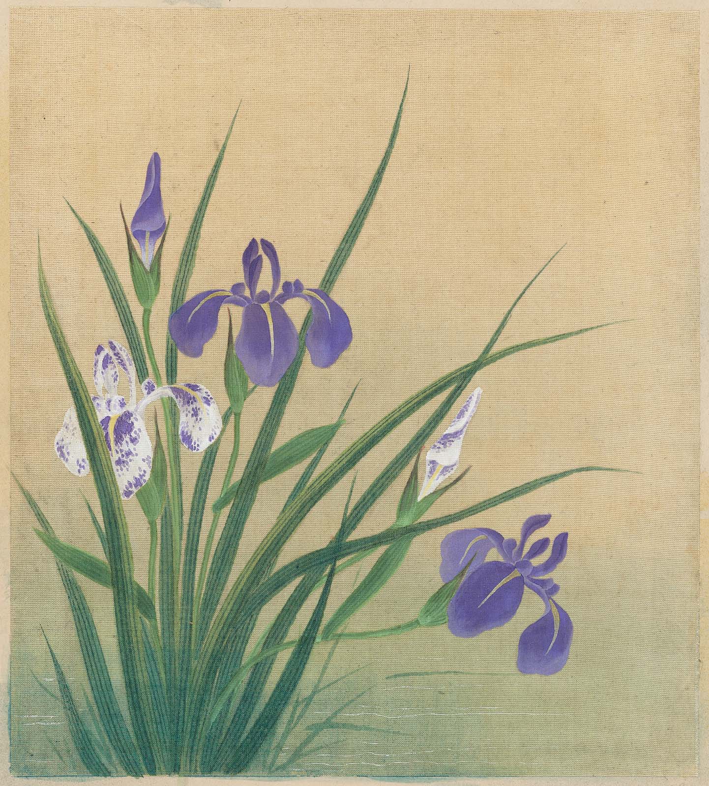 1442x1600 Irises From The Album Birds And Flowers Mfa For Educators - Japanese Iris Painting