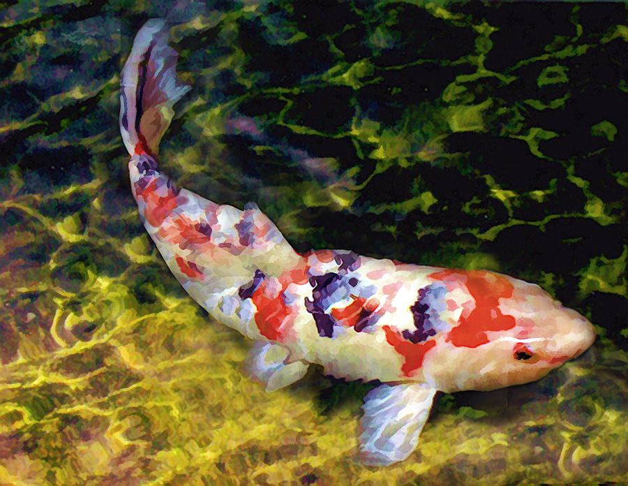 900x696 Showa Koi In Sunlit Pond Painting By Elaine Plesser - Japanese Koi Fish Painting