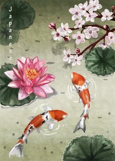 236x330 Koi Art, Koi Watercolor, Koi Painting, Cody Turtle, Japan Beauty - Japanese Koi Painting