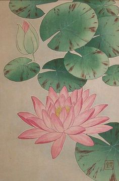 236x357 Flowering Water Lilies By Ohara Koson, C.1930 Lotus - Japanese Lotus Painting