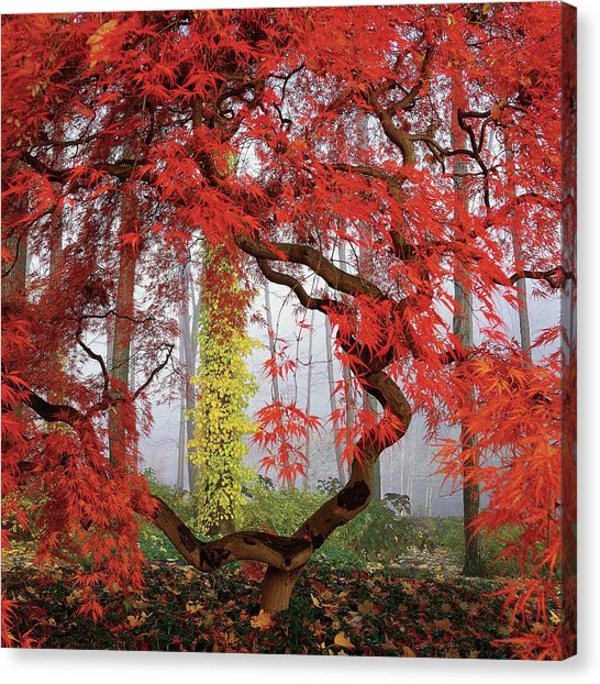 Japanese Maple Painting