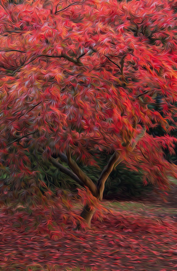 589x900 Beautiful Japanese Maple Acer Tree In Full Autumn Color Digital - Japanese Maple Painting
