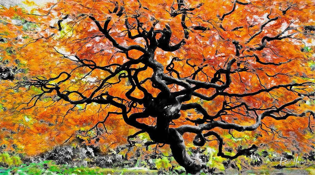 1024x570 Japanese Maple Tree Of Life - Japanese Maple Tree Painting