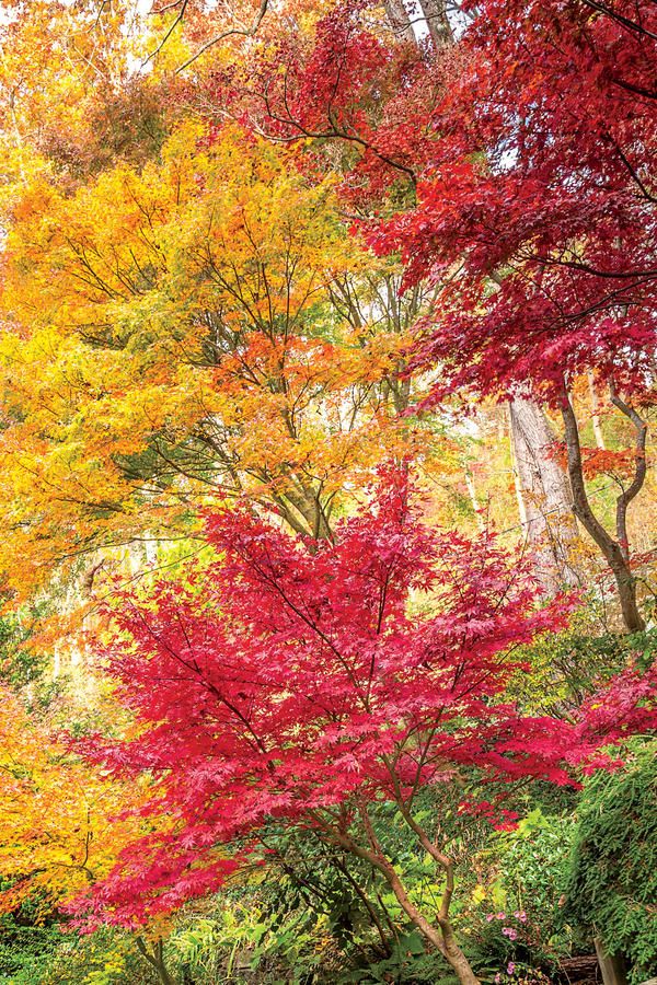 600x900 Picture Perfect North Carolina Garden Plant Painting, Japanese - Japanese Maple Tree Painting