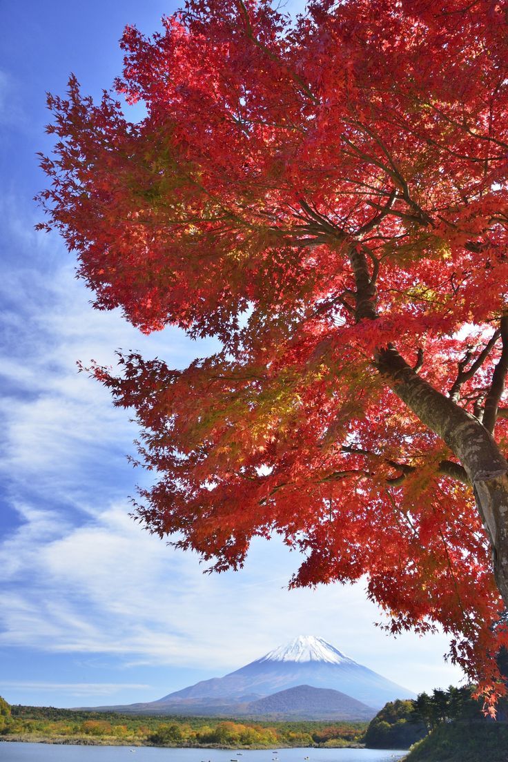 736x1104 Scarlet Japanese Maple Tree What A Wonderful World! - Japanese Maple Tree Painting