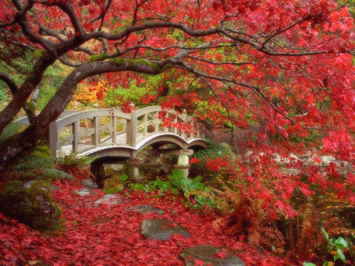 720x540 Signature Tree Service Tree Service Japanese Maple Trees - Japanese Maple Tree Painting