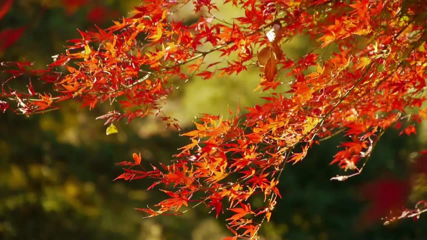 852x480 Stock Video Of Japanese Maple Trees In Autumn In 4411538 - Japanese Maple Tree Painting