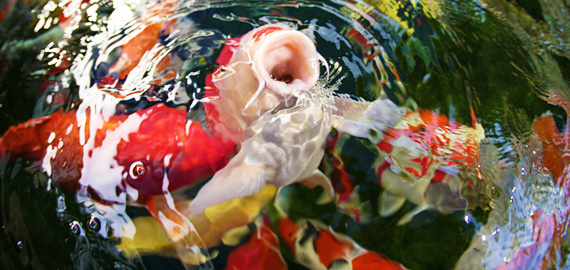 570x270 Toyoma Koi International Importers Of Champion And Show Quailty - Japanese Painting Koi