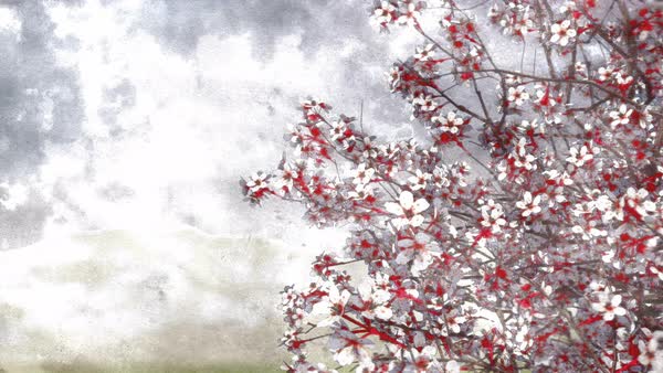 600x338 Hand Painted Ink Or Watercolor Artistic Style Japanese Sakura - Japanese Sakura Tree Painting