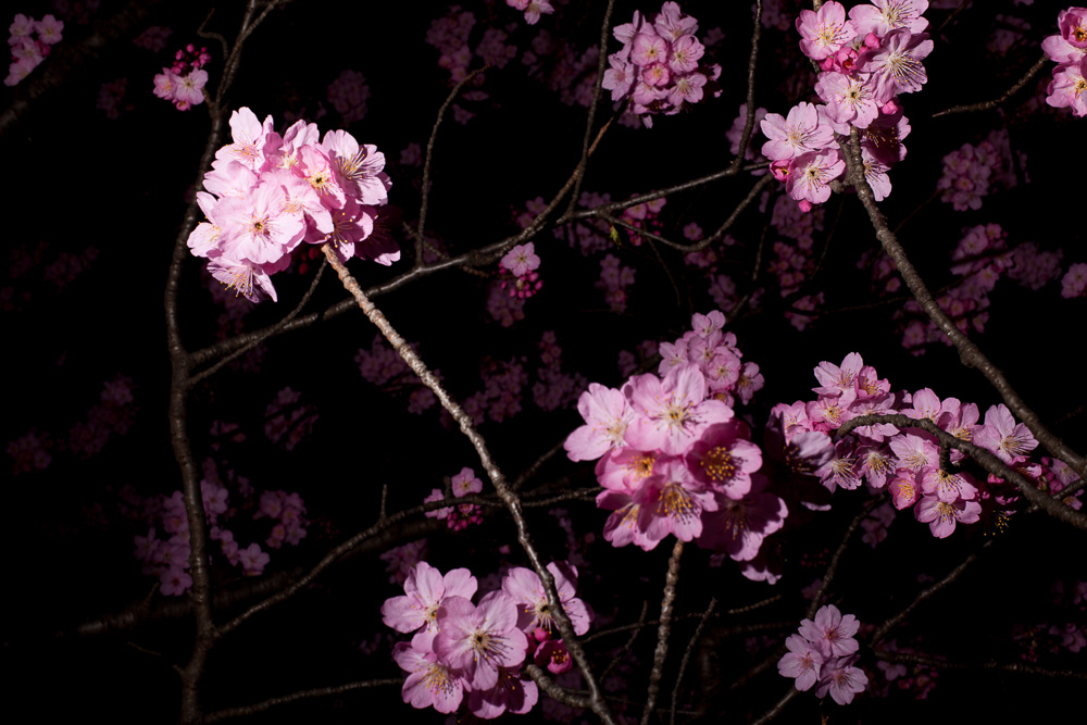 1000x667 Most Stunning Sakura Cherry Blossom Photos Around Japan - Japanese Sakura Tree Painting