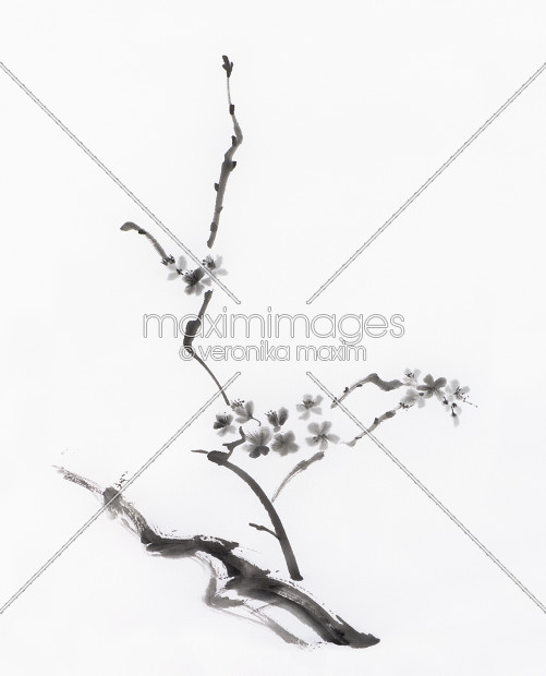 501x620 Stock Illustration Sakura Blossom Artistic Japanese Zen Sumi E - Japanese Sumi Painting