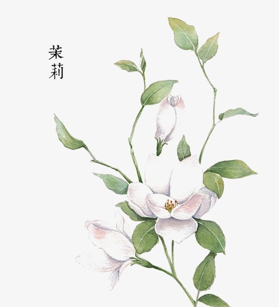 550x607 Jasmine, Hand Painted, White Png Image And Clipart For Free Download - Jasmine Flower Painting
