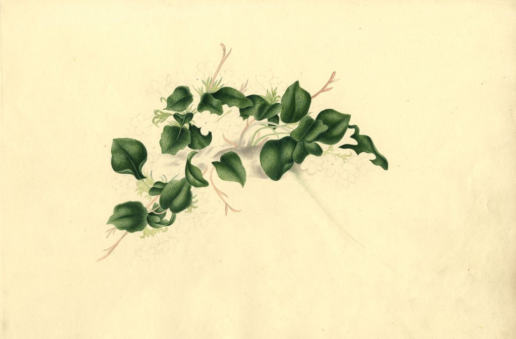 1024x673 Jasmine Flower - Jasmine Flower Painting