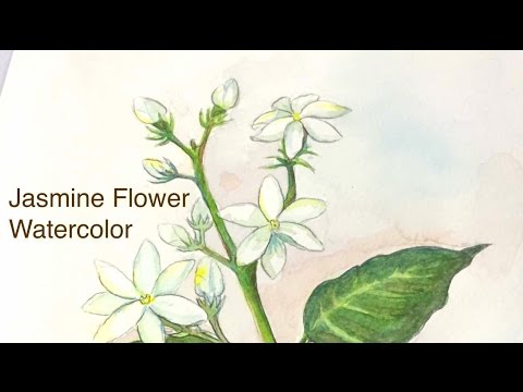 480x360 Jasmine Flower Watercolor (Speed Drawing) - Jasmine Flower Painting