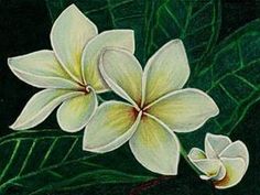 236x177 Arabian Jasmine Philippines National Flower, I Want This As My - Jasmine Flower Painting