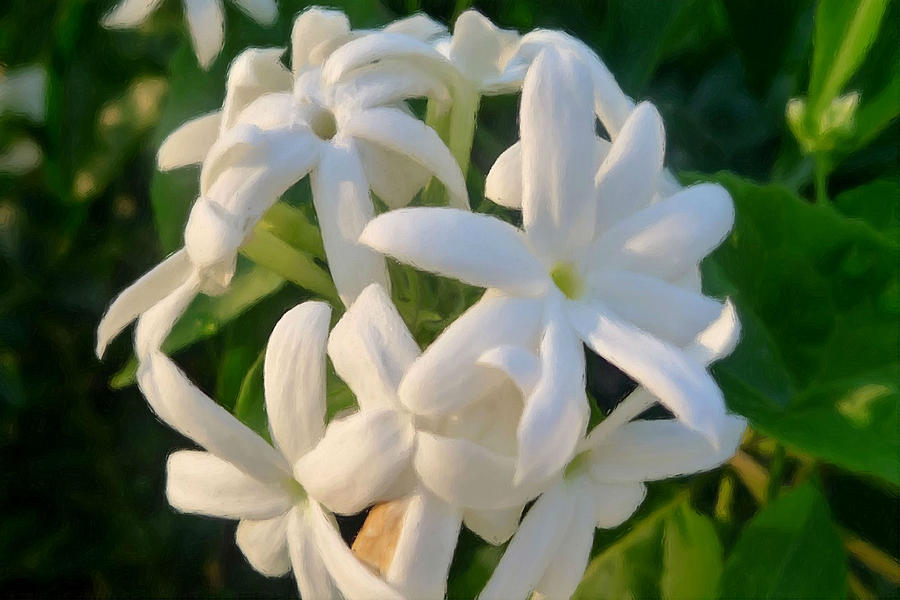 900x600 Star Jasmine Flower Painting By Jeelan Clark - Jasmine Flower Painting