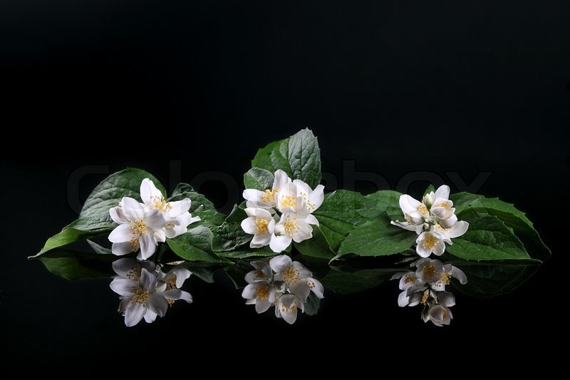 800x533 Beautiful Fresh Jasmine Flower And Reflection Over Black Stock - Jasmine Flower Painting