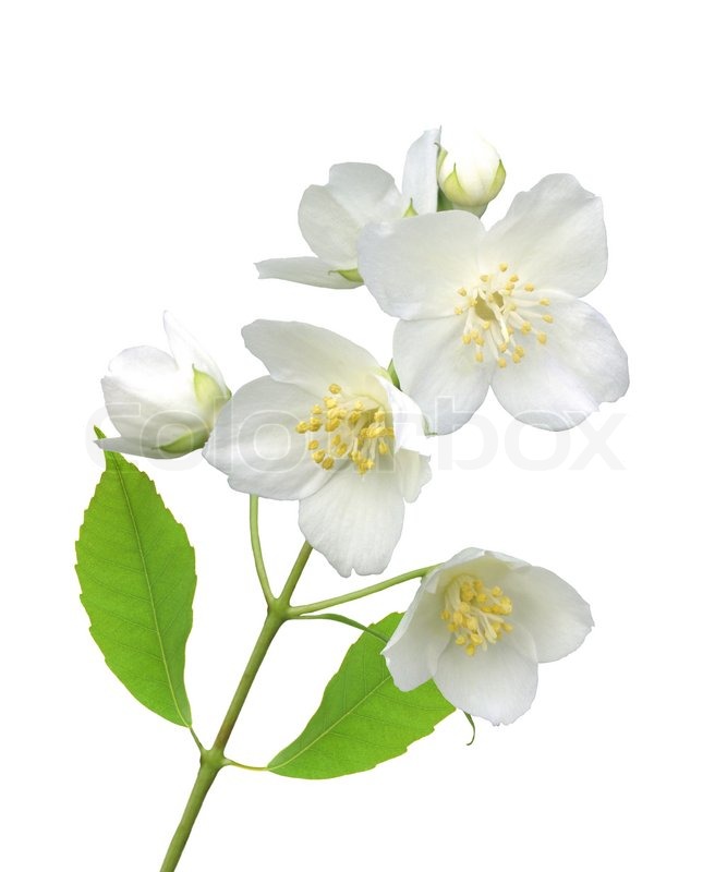 667x800 Beautiful Jasmine Flowers With Leaves Isolated On White Stock - Jasmine Flower Painting