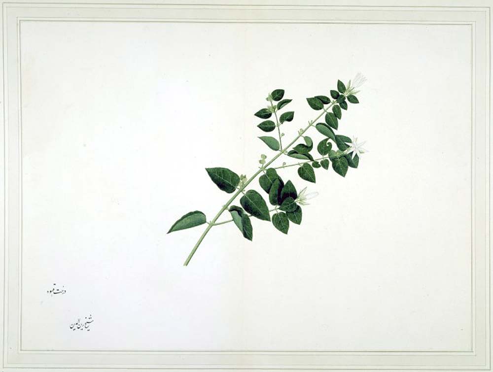 1000x755 Indar Pasricha Fine Arts Indian Amp South Asian Art In London - Jasmine Painting