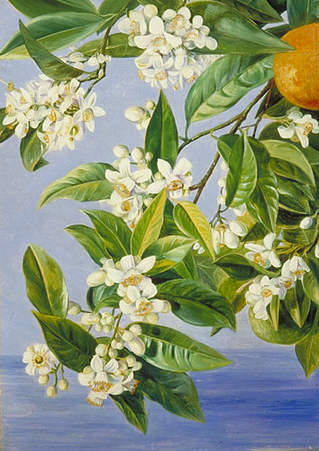 354x500 Kew Marianne North Gallery Painting 520 Orange Flowers - Jasmine Painting