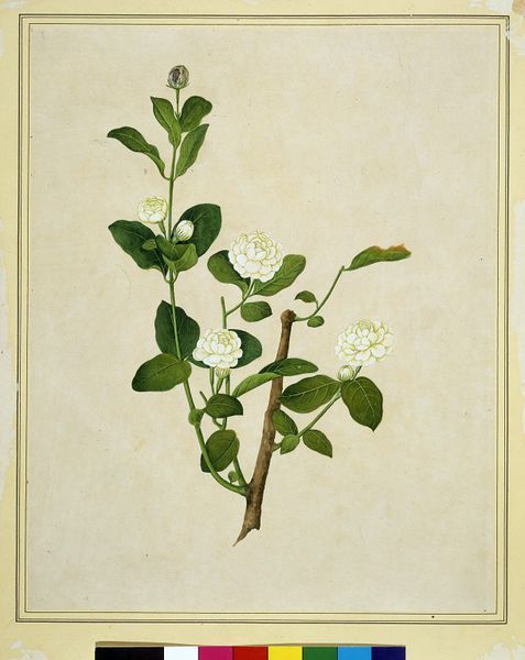 477x600 Arabian Jasmine (Painting) Jasmine, China Painting And Natural - Jasmine Painting