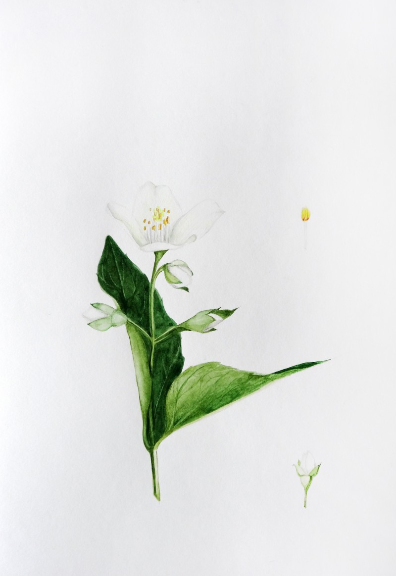 800x1164 Buy Jasmine - Jasmine Painting