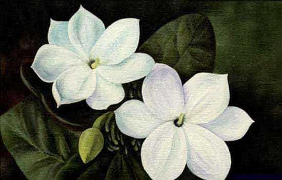 550x350 How To Select Radiant Feng Shui Flower Paintings For Your Bedroom - Jasmine Painting
