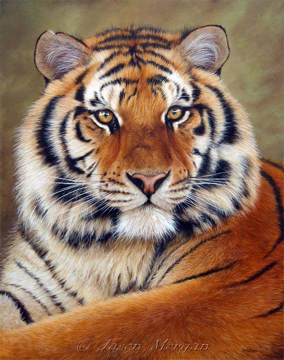 566x718 Jason Morgan, Painter Of Tigers Ylovebigcats - Jason Morgan Painting