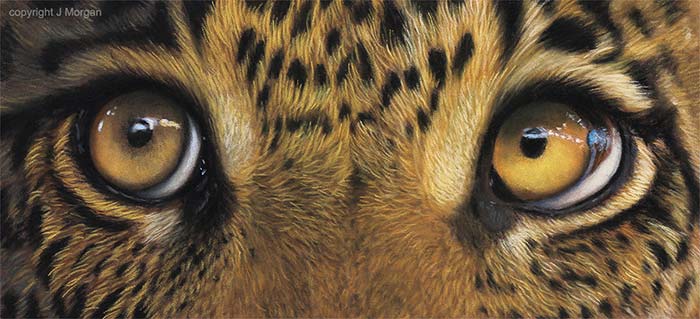 700x319 Learn Pastel Painting Eyes - Jason Morgan Painting