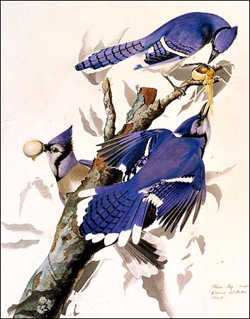 353x450 The New York Times Gt New York Region Gt Image - Jays Painting