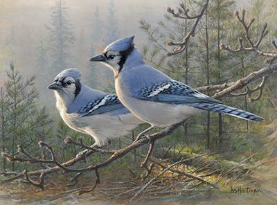 400x296 Blue Jay Painting @ Animals In Art@ Wildlife - Jays Painting