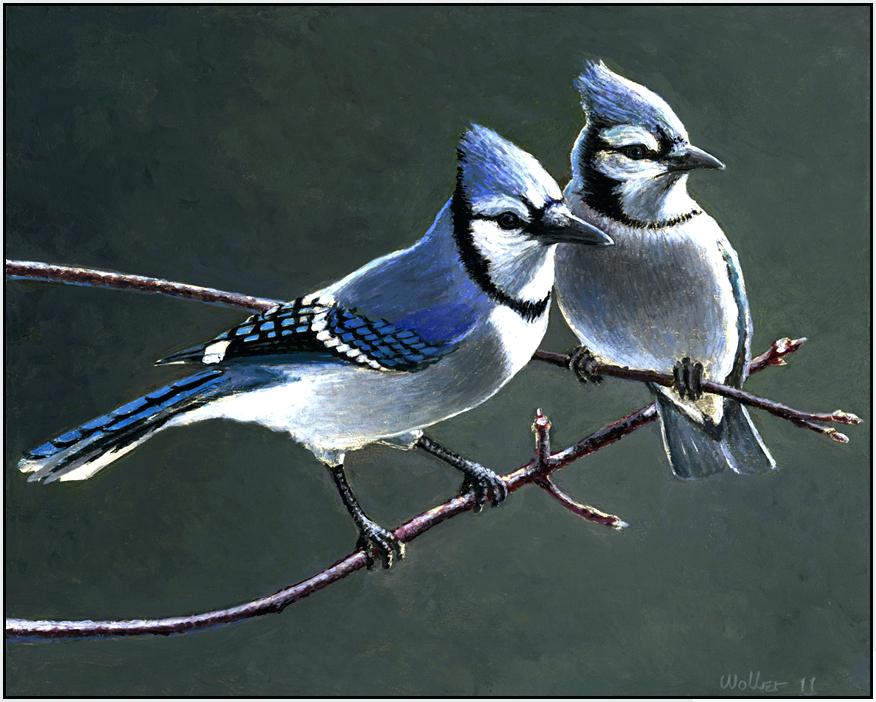 876x702 Blue Jay Painting Bird By Oil Avocadohealthynutrition - Jays Painting