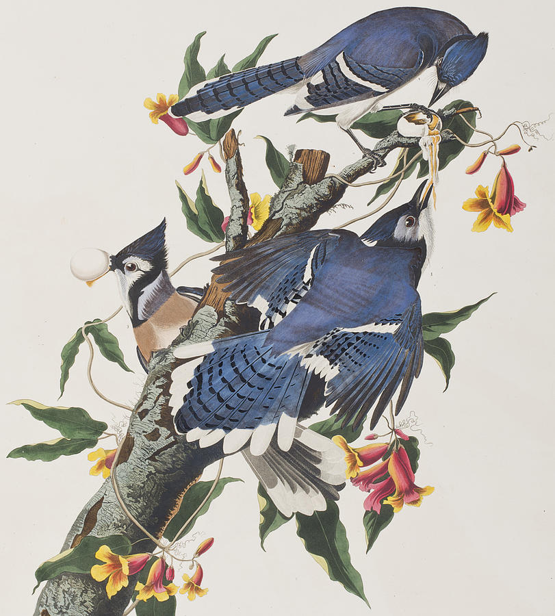 811x900 Blue Jay Painting By John James Audubon - Jays Painting