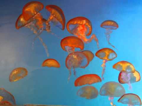 480x360 Painting Jellyfish - Jellyfish Oil Painting