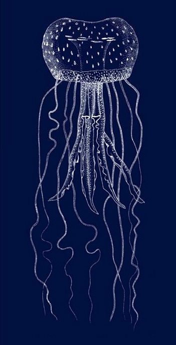 351x686 Sea Life Jellyfish Painting Best Jellyfish Paintings For Sale - Jellyfish Painting