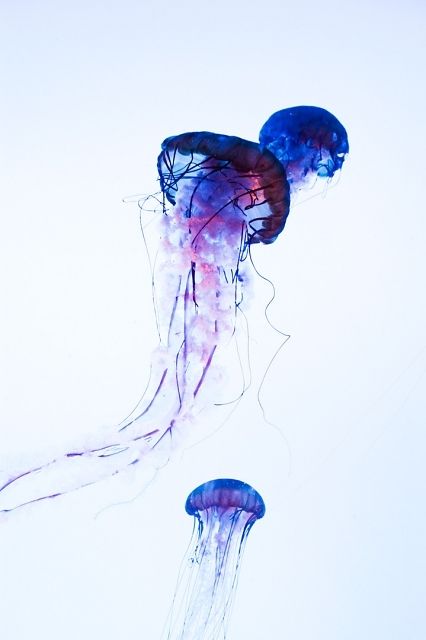 426x640 Jellyfish Watercolor Painting Jellyfish Tattoo - Jellyfish Painting Watercolor