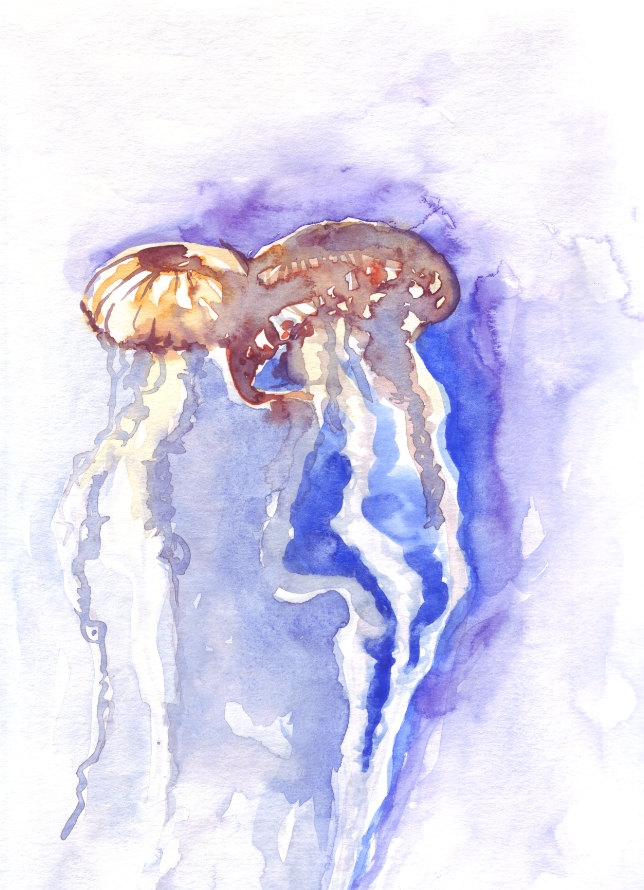644x890 Jellyfish Study In Watercolor By Ioana Avram Ioana Avram - Jellyfish Watercolor Painting