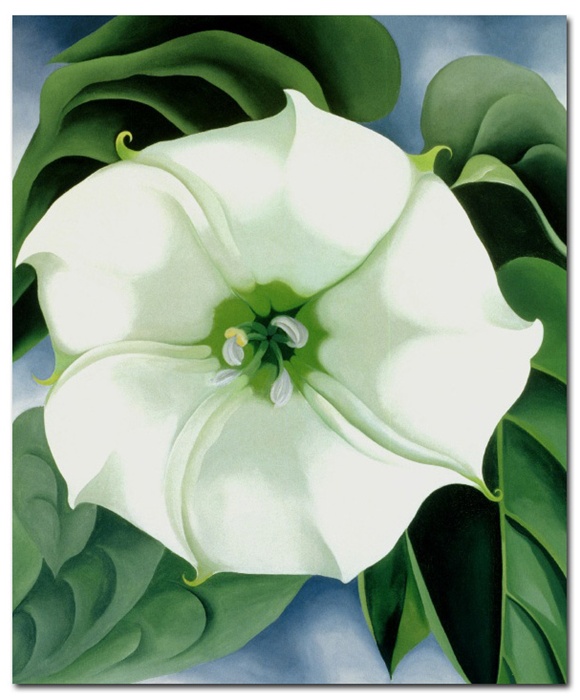 580x700 Jimson Weed - Jimson Weed Painting