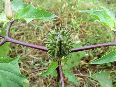 448x336 Jimson Weed New Hampshire Garden Solutions - Jimson Weed Painting