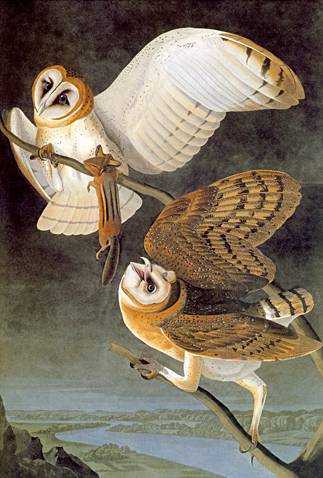 323x478 Barn Owl - John James Audubon Painting