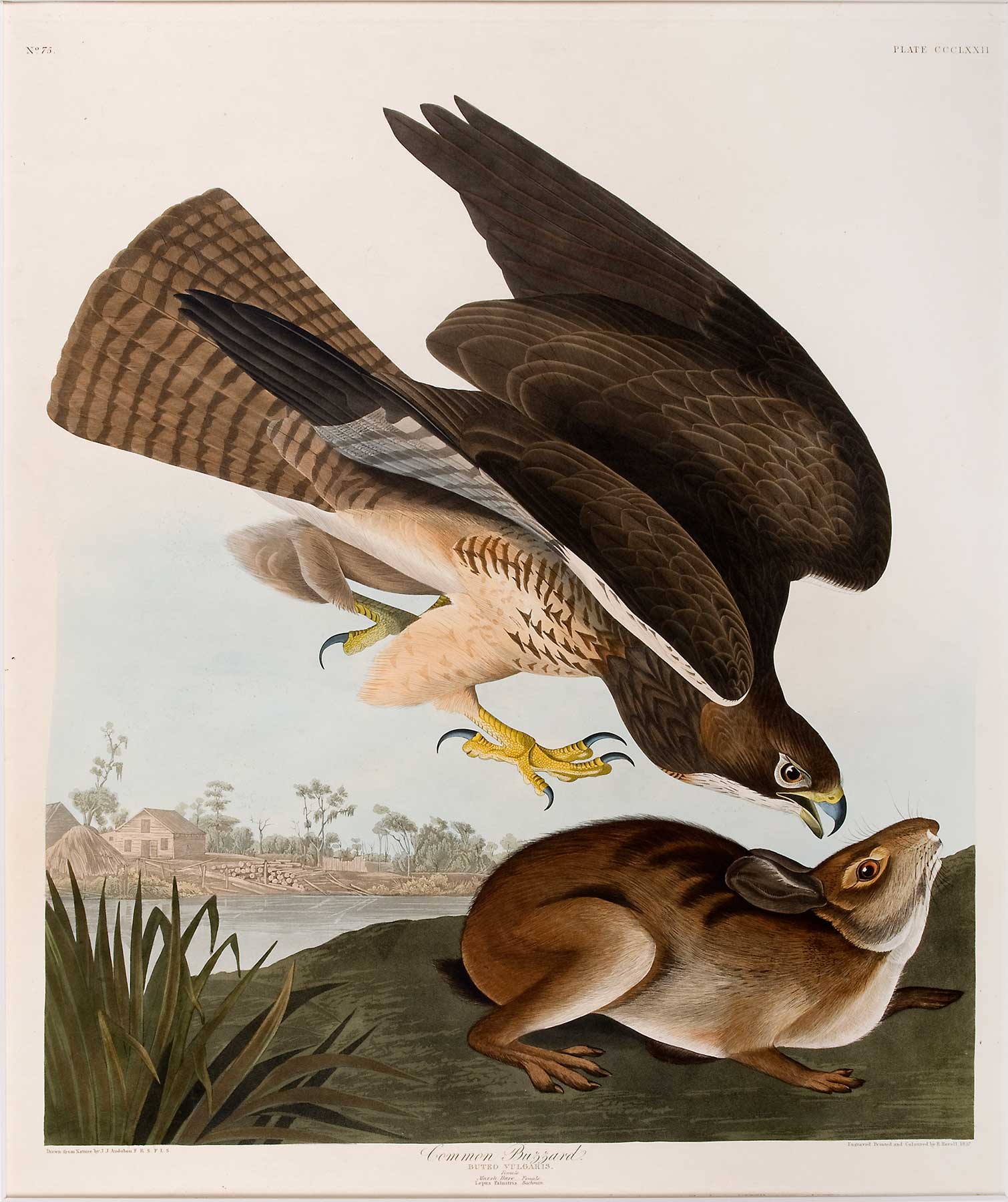 1510x1800 Collection Spotlight John James Audubon Jule Collins Smith - John James Audubon Painting