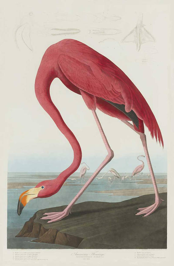 570x871 Description Flamingo, Pink Flamingo Print, Audubon Art, John James - John James Audubon Painting