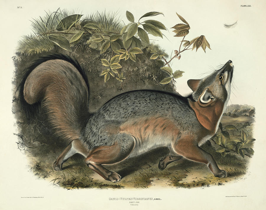 900x711 Grey Fox Painting By John James Audubon - John James Audubon Painting