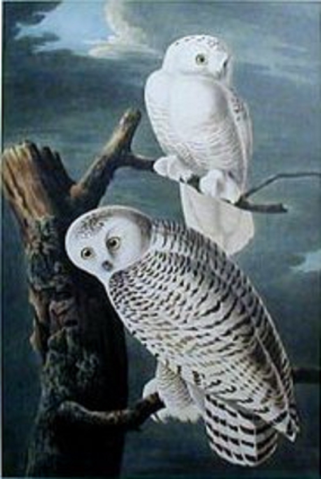 1229x1831 John James Audubon (1785 1851) - John James Audubon Painting