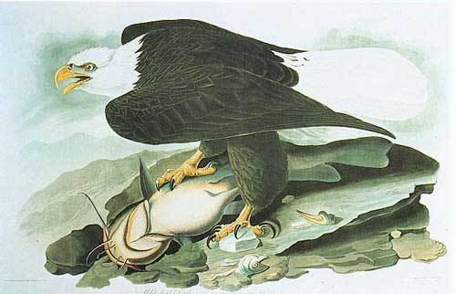 500x322 John James Audubon Bald Eagle Painting Framed Paintings For Sale - John James Audubon Painting