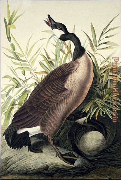 407x601 John James Audubon Canada Goose Painting Anysize 50% Off - John James Audubon Painting