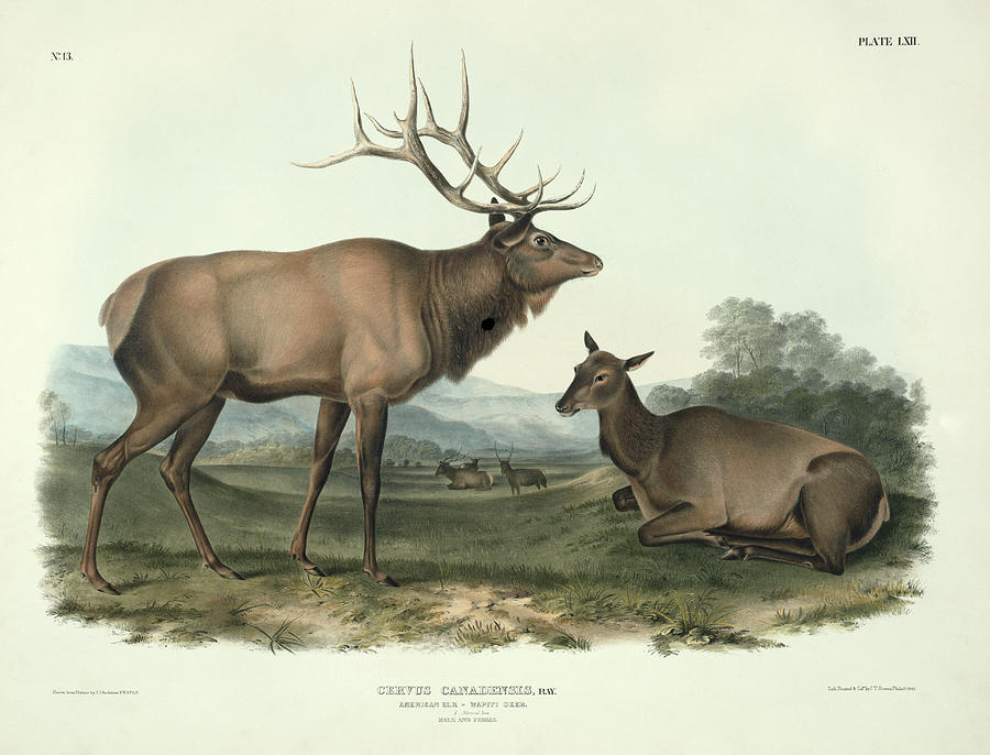 900x686 American Elk Painting By John James Audubon - John James Audubon Painting