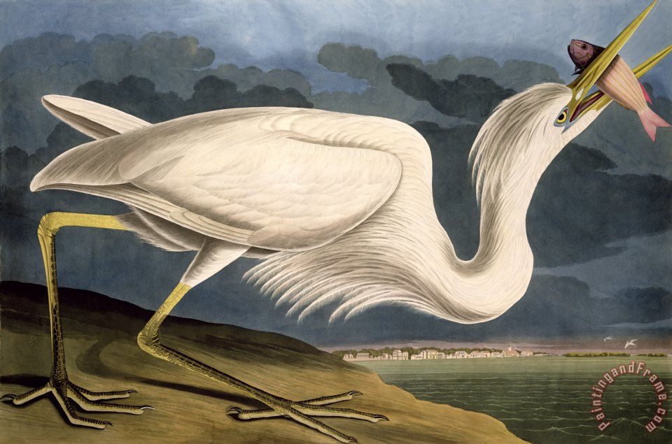 960x635 John James Audubon Great White Heron Painting - John James Audubon Painting