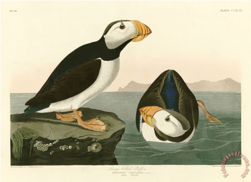 960x699 John James Audubon Large Billed Puffin Painting - John James Audubon Painting