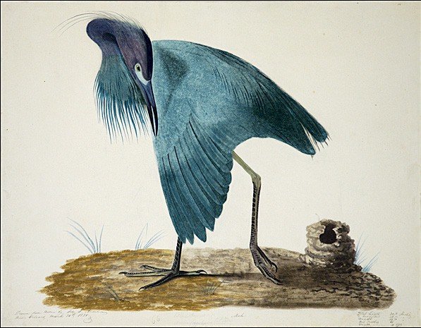 597x465 John James Audubon Little Blue Heron I Painting Best Paintings - John James Audubon Painting
